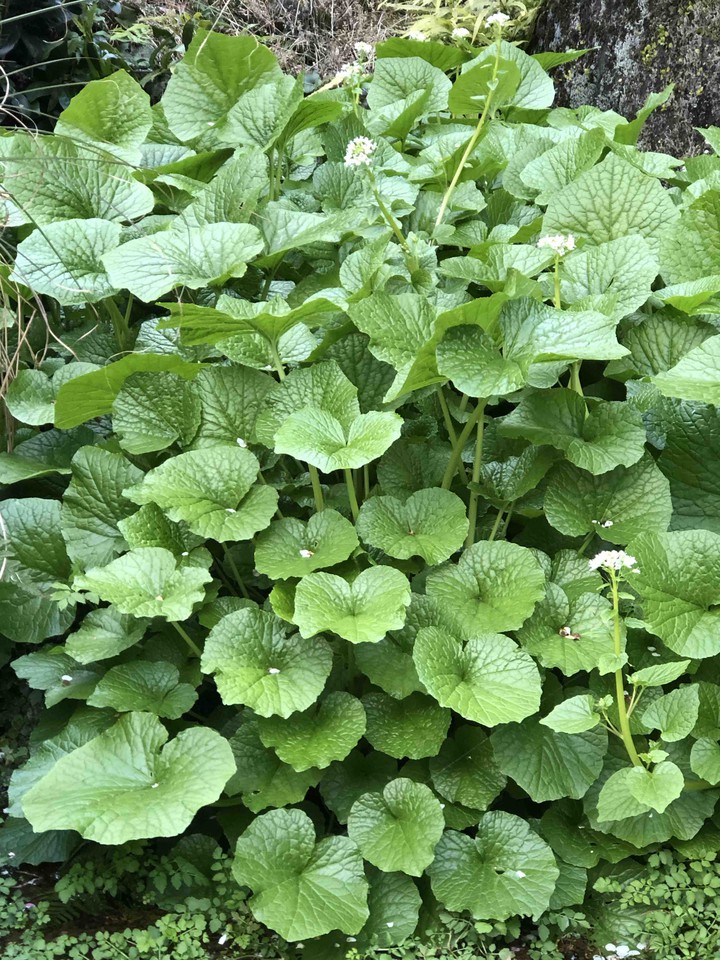 山葵　wasabi