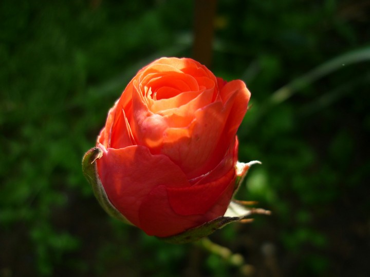 morning rose 