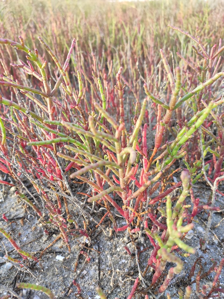 Sea plant