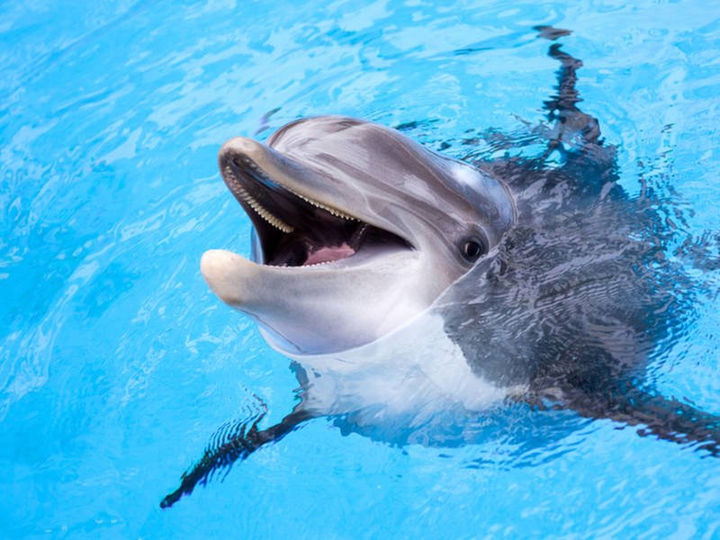 dolphin?