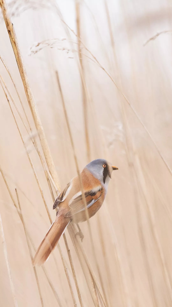 mysterious birds