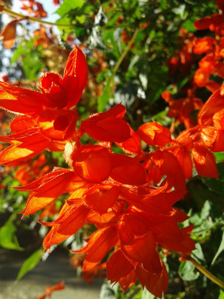 flower