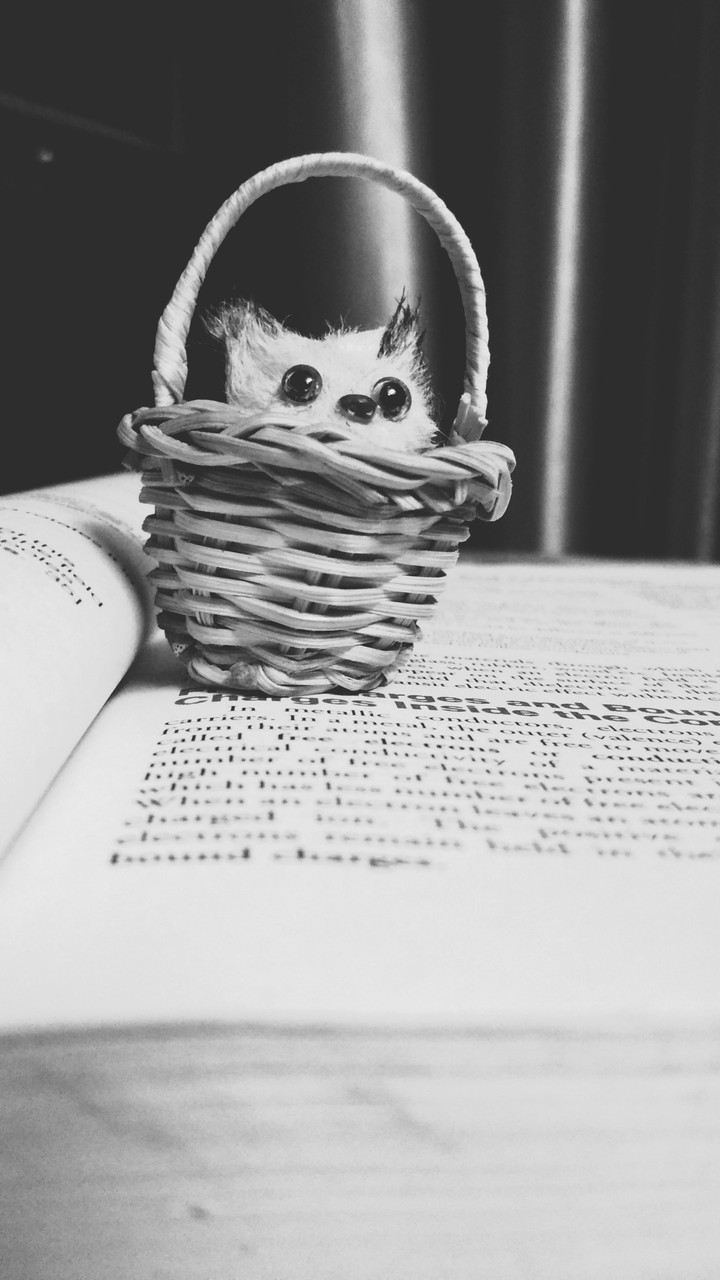 kitty
