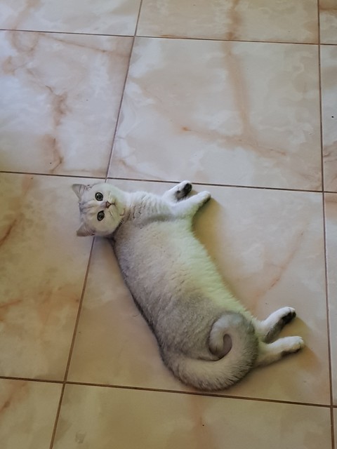kitty