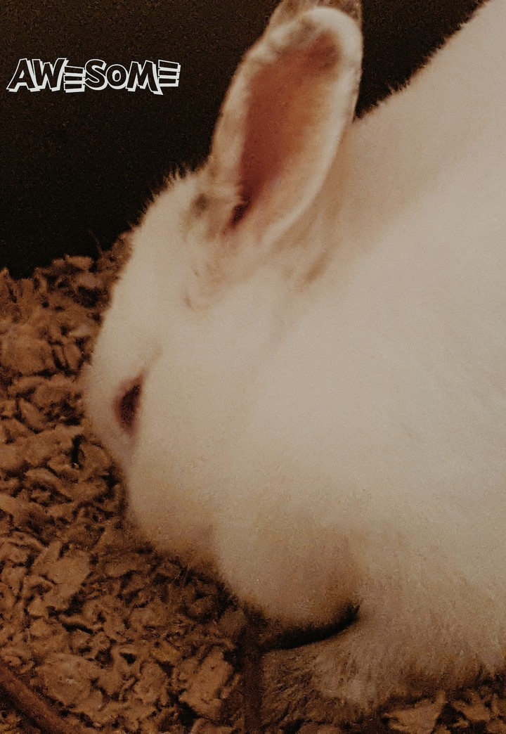 Rabbit