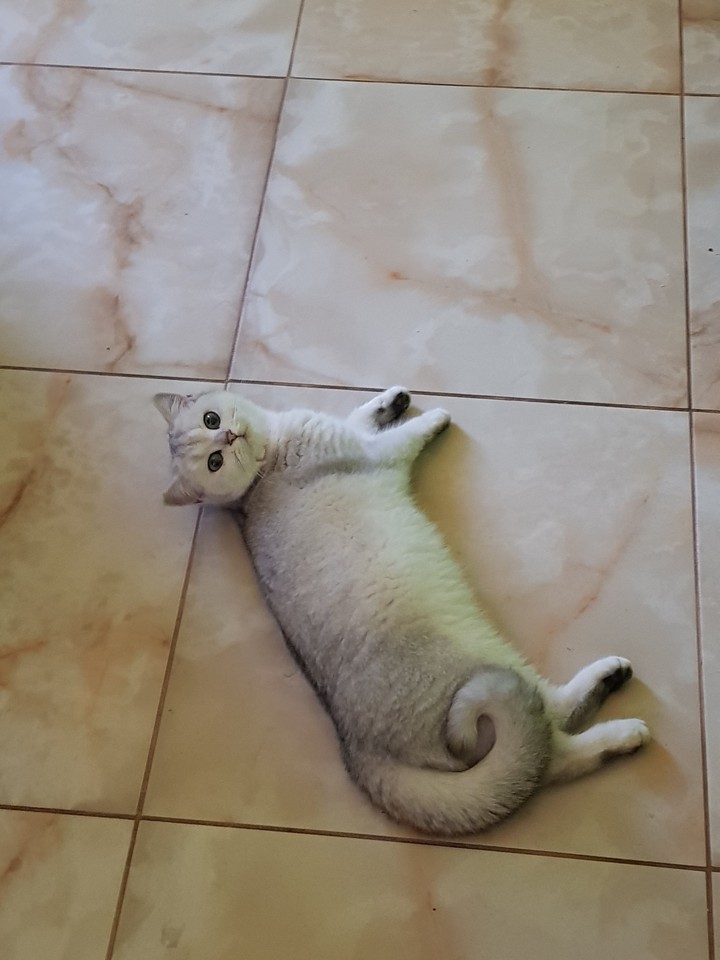 kitty