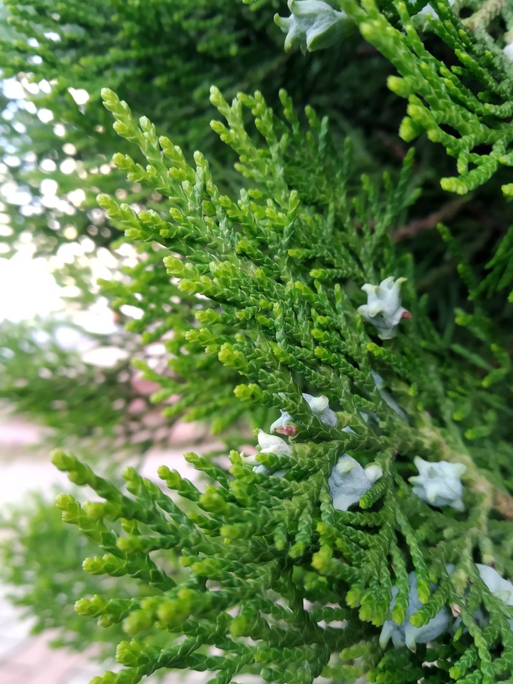 tree