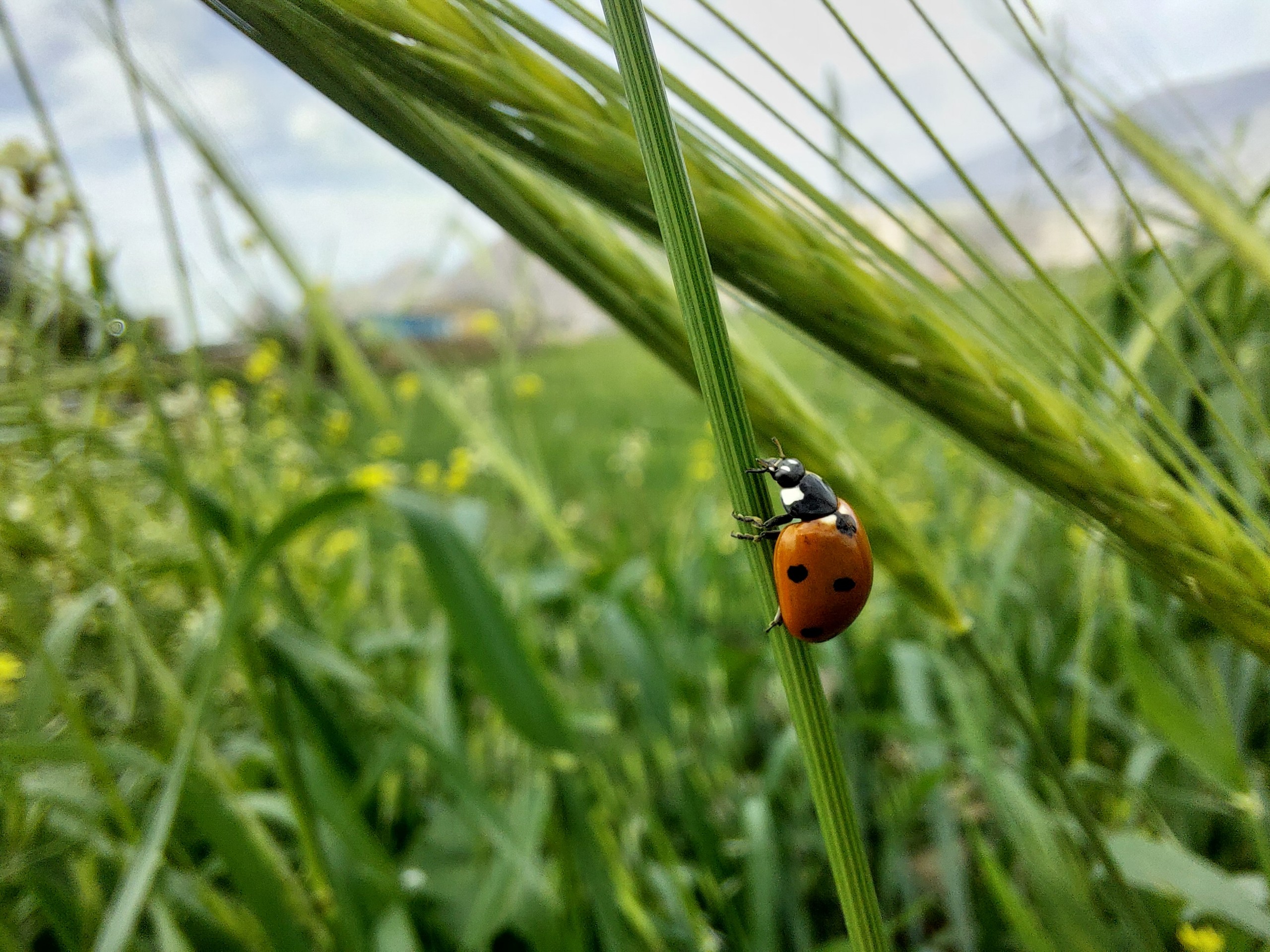Ladybug