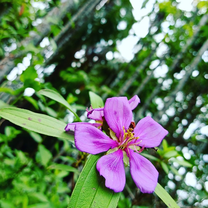 flower