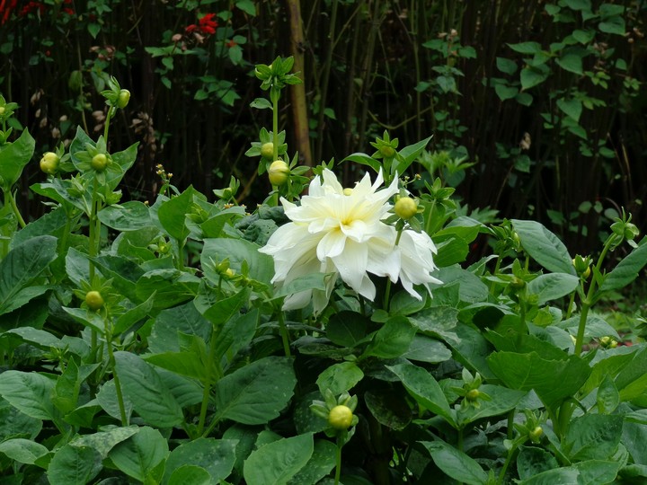 Flower plant