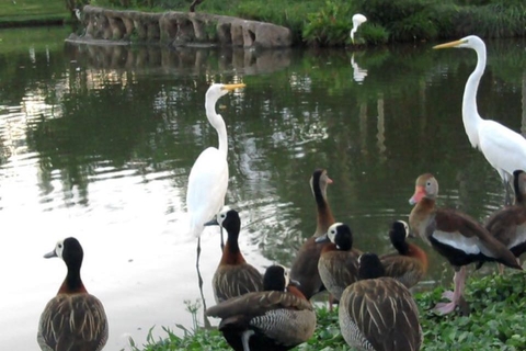 Ducks in the lagoon