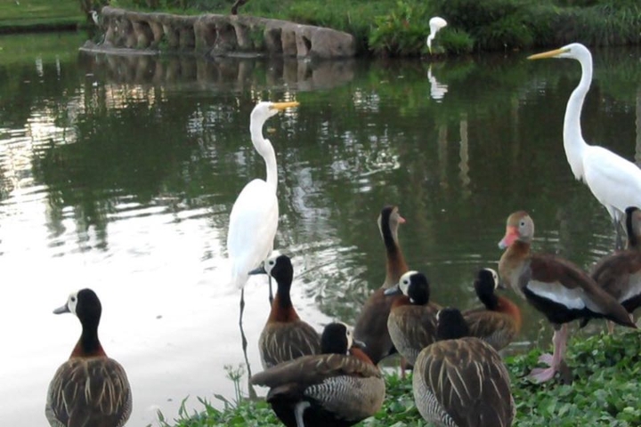 Ducks in the lagoon