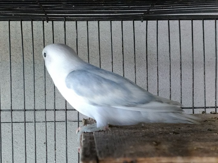 d blue​ opaline​