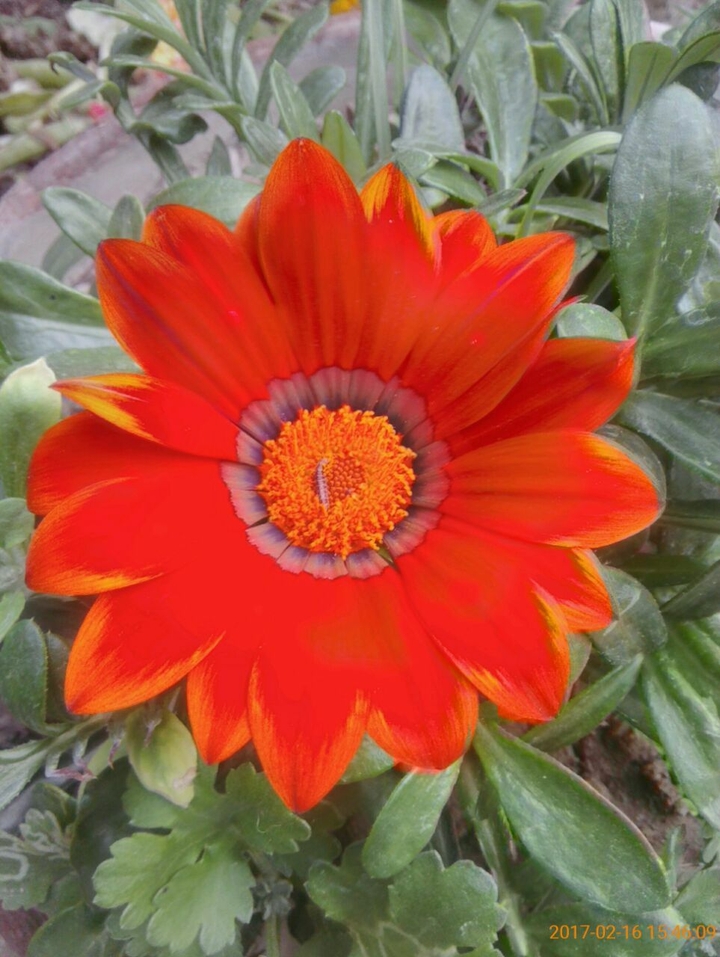 flower