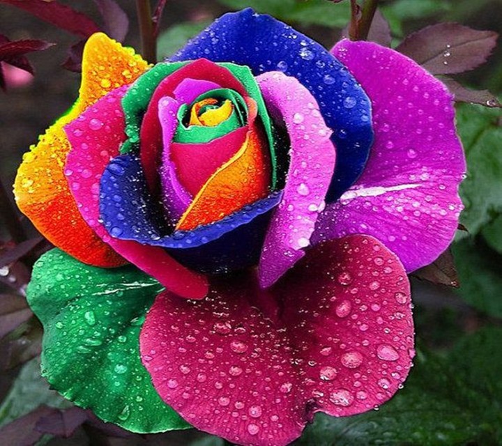 Rose color