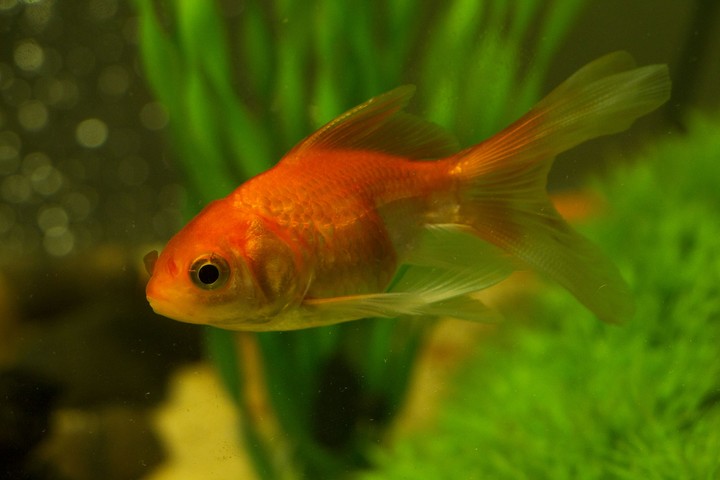 Just keep swimming