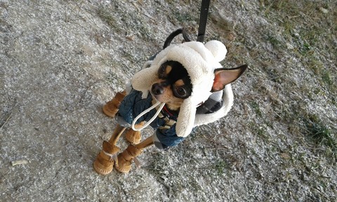 Funny dog