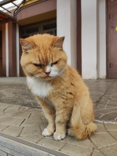 cat