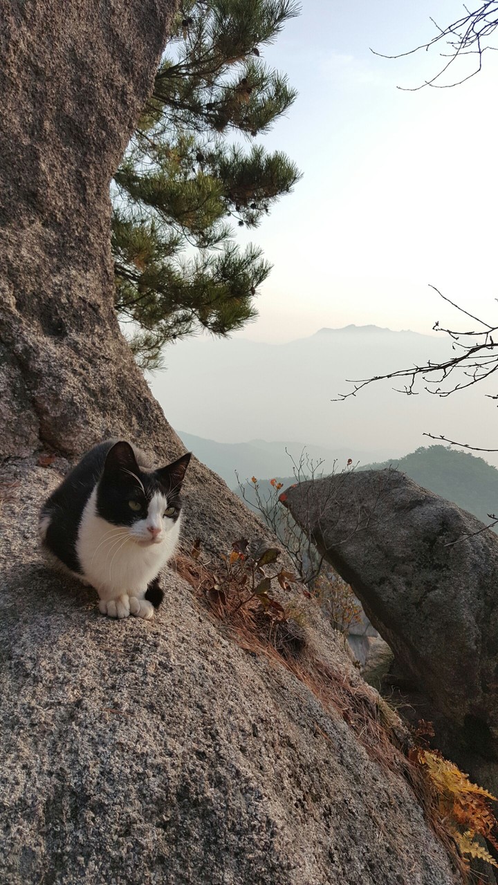 냥냥