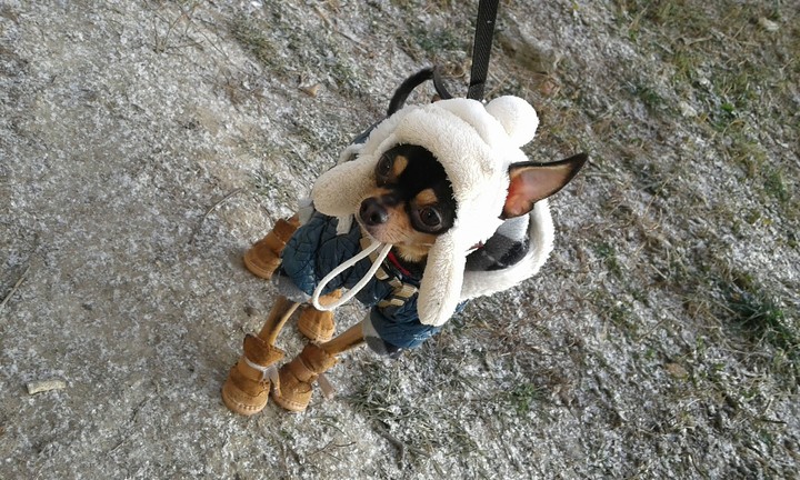 Funny dog