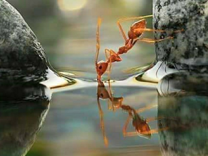 ant