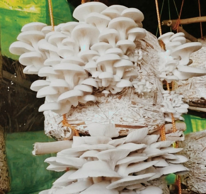 Artificial Masroom