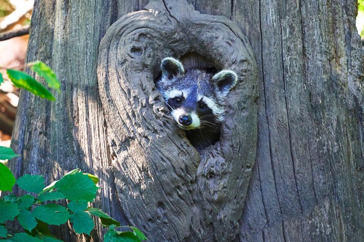 Raccoon