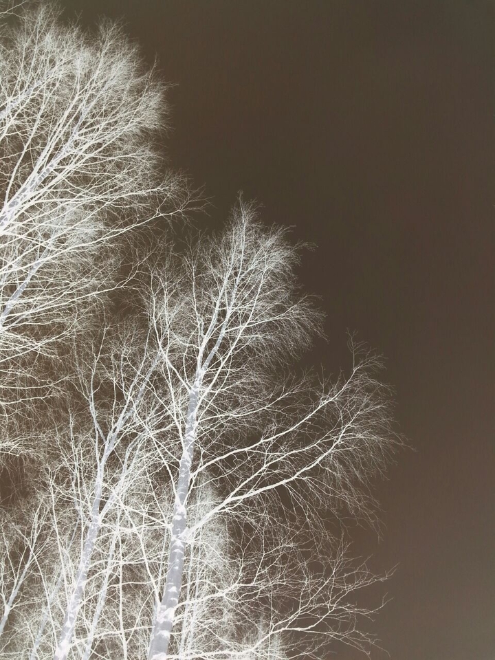 Woods