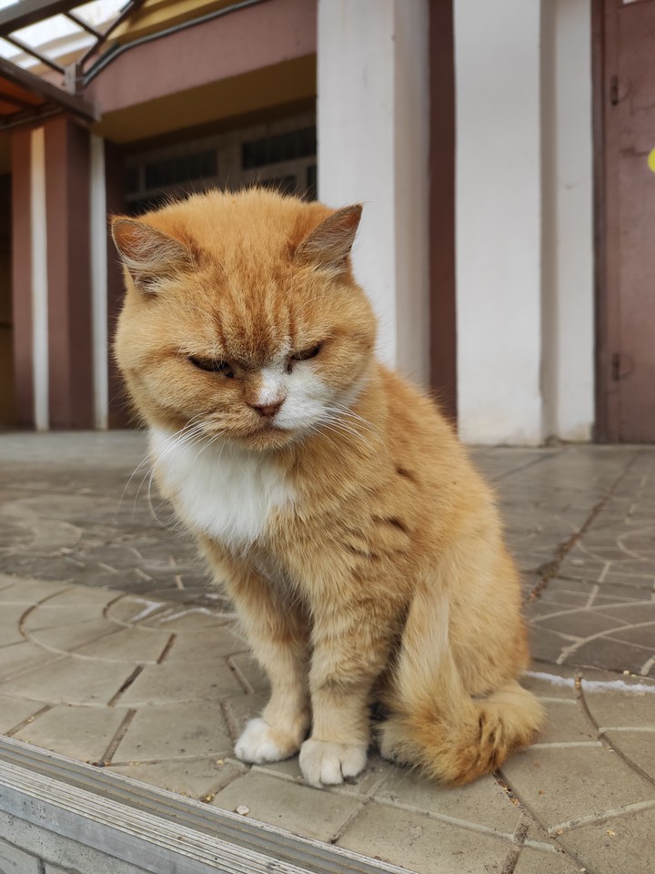 cat