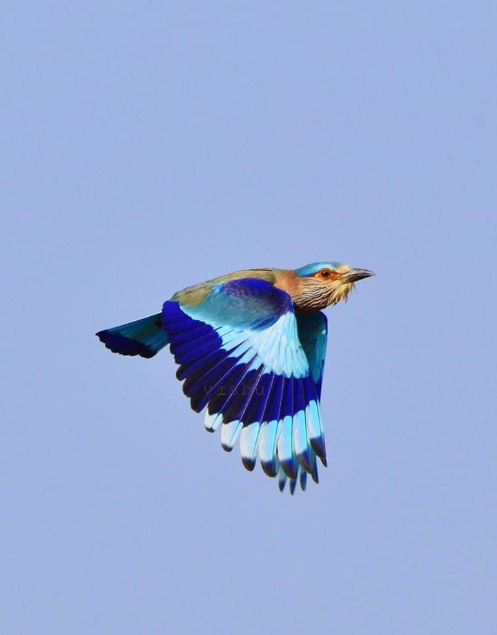 Indian Roller