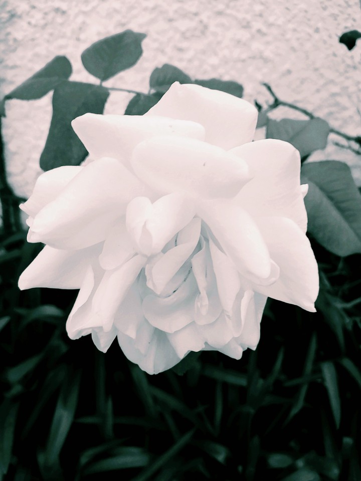 White rose