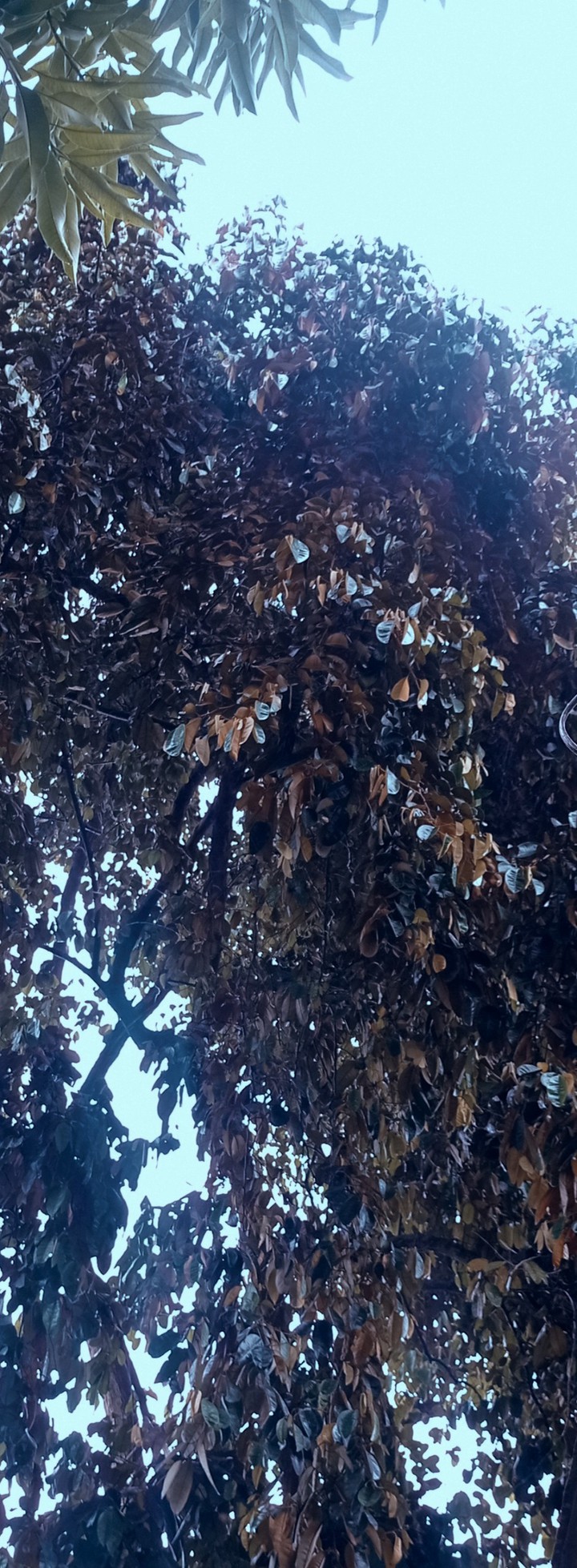 trees