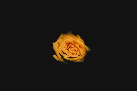 flower, petal桌布