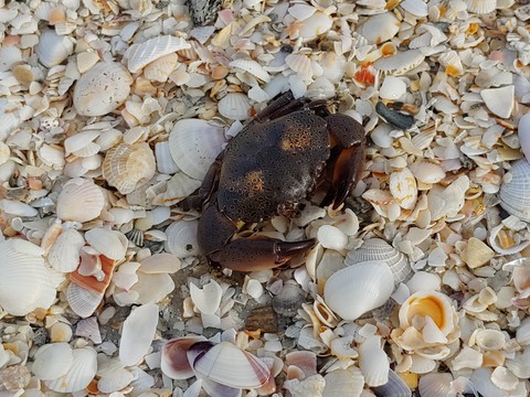 Crabtastic