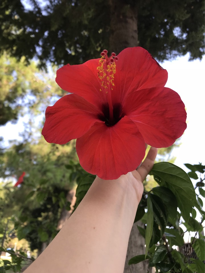 Flower