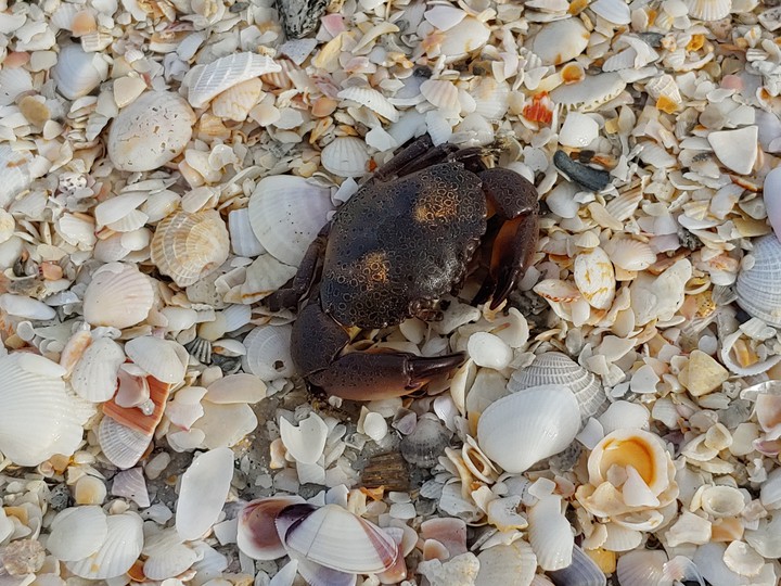 Crabtastic