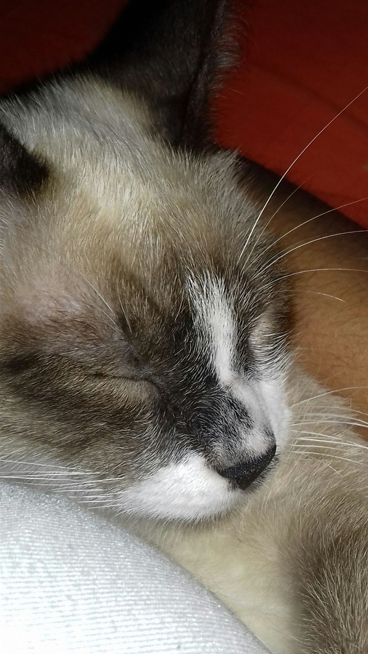 #cat