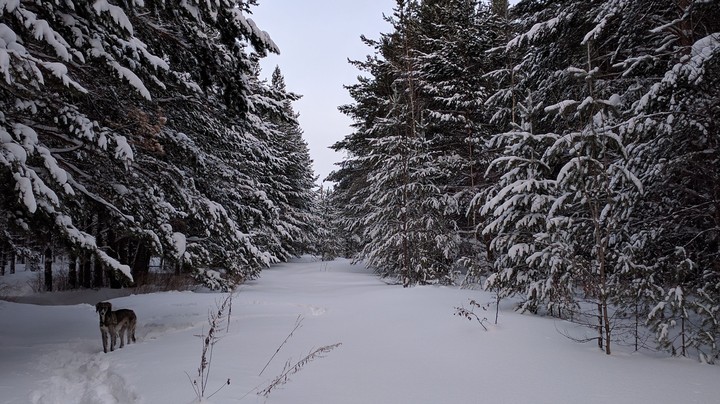 winter forest
