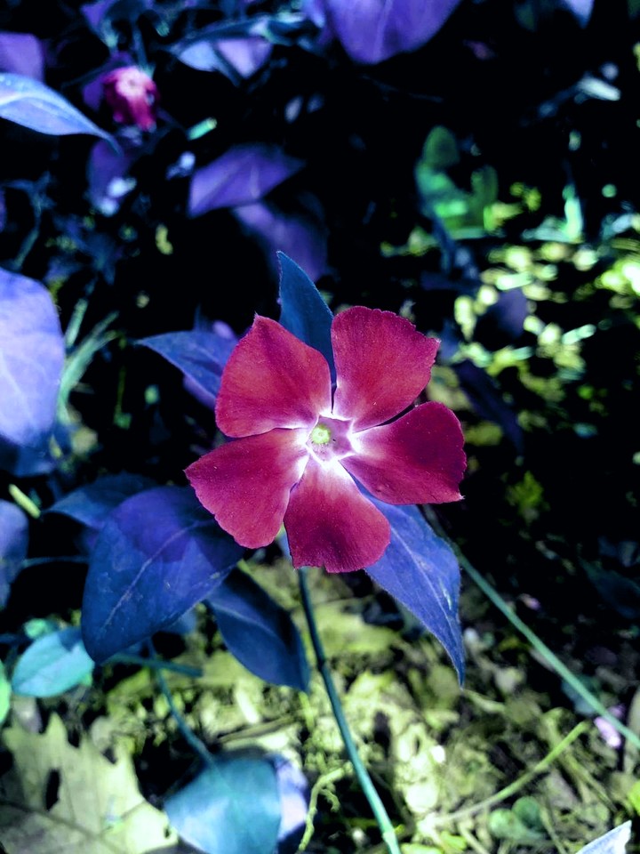 Wild flower