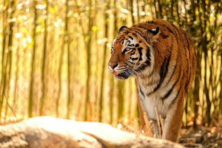 tiger