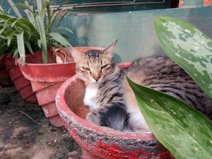 cat flower