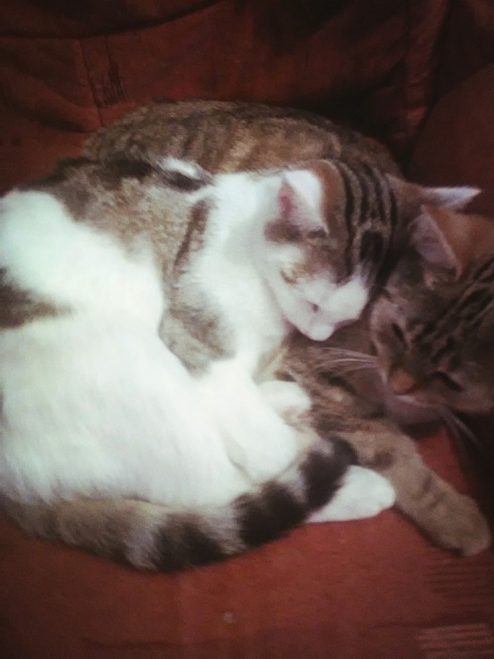 Katzen