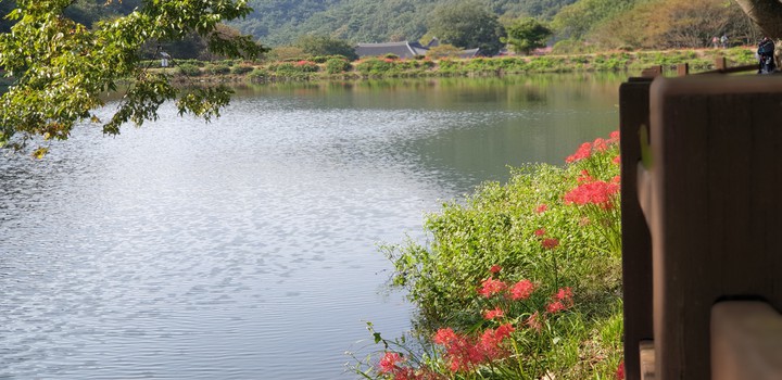 상사화