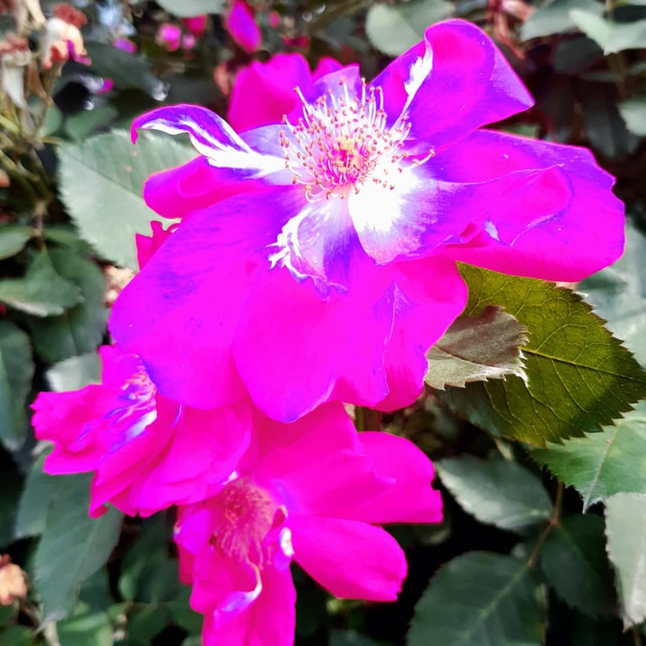 Flores