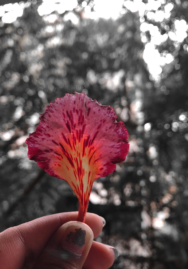 Beauty