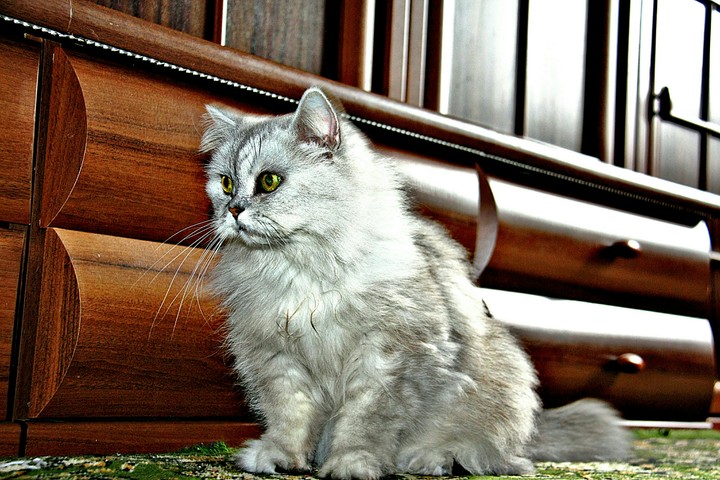 Кица