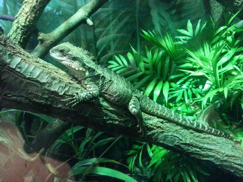 Iguana