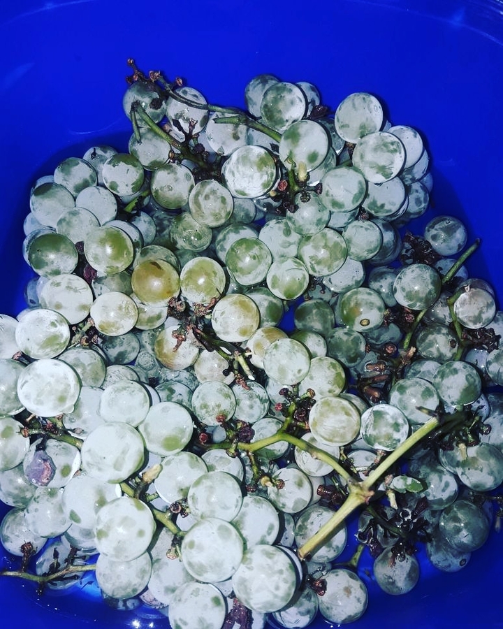 Uvas recién cortadas son tan dulces.