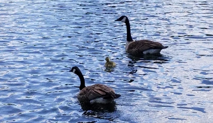 Geese and gosling!