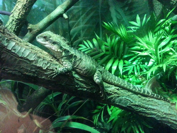 Iguana